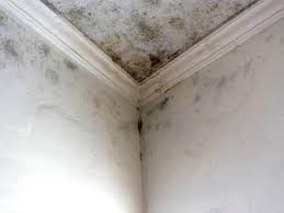 Best Forensic Mold Investigation  in West Linn, OR