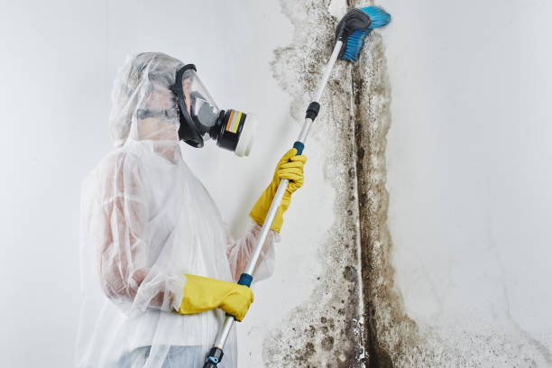 Best Attic Mold Removal  in West Linn, OR